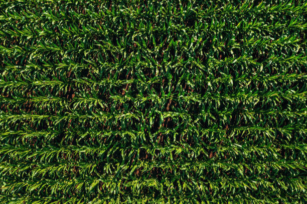 istock Corn maize crop field from drone pov, aerial shot 2167584342