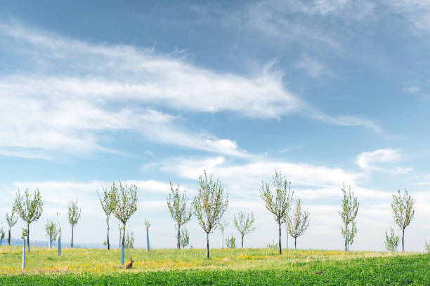 Rural minimal spring landscape with green hill and young trees garden. South Moravia, Czech Republic