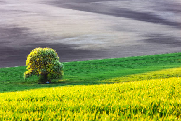 Rural landscape with agricultural fields and tree on spring hills. South Moravia region, Czech Republic