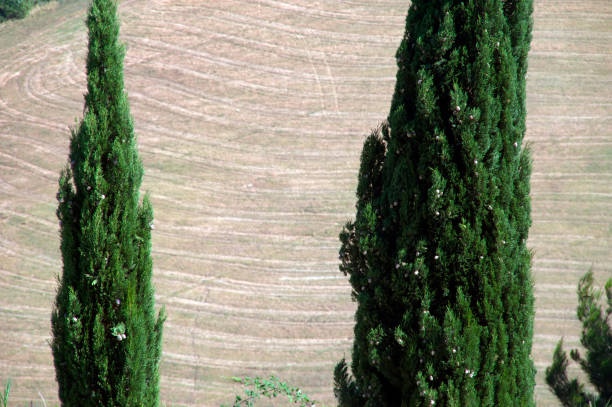 two cypress trees against a field of dry grass