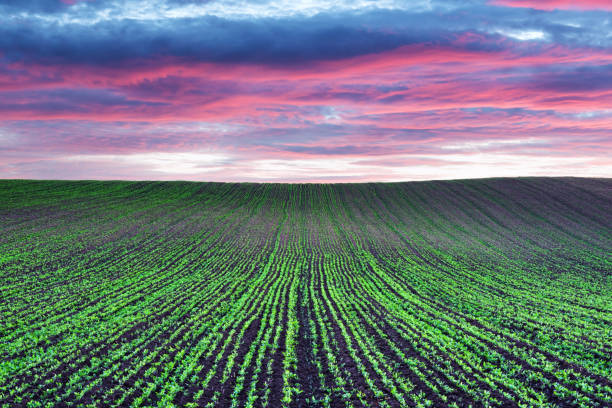 istock Abstract rural landscape with agricultural fields 2167585890