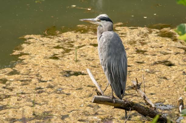 istock heron on a branch at the pond 2167587107