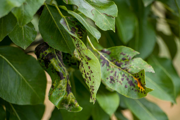 istock Black spot of pear 2167587462