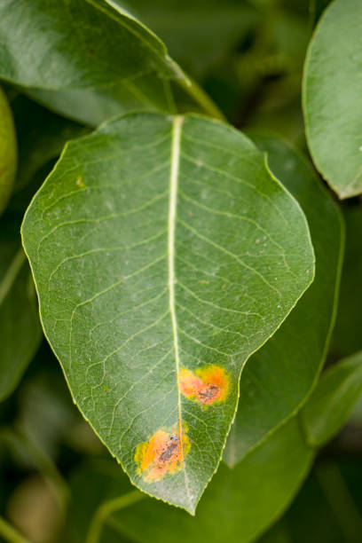 istock Pear rust disease, Gymnosporangium Sabinae. 2167587490