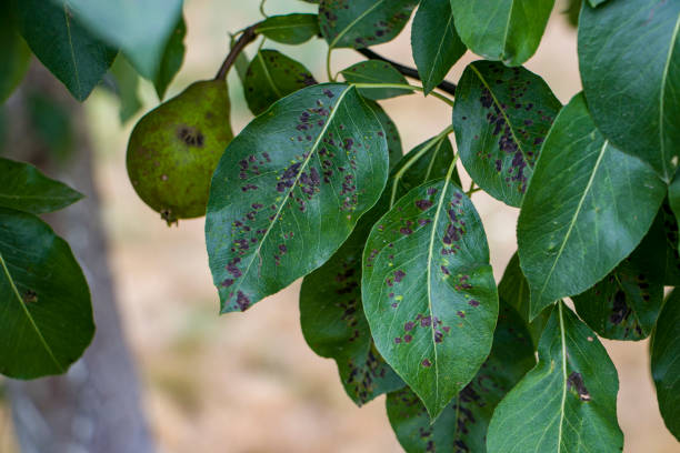 istock Black spot of pear. 2167587496