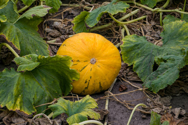 istock Pumpkin in the garden. 2167587709