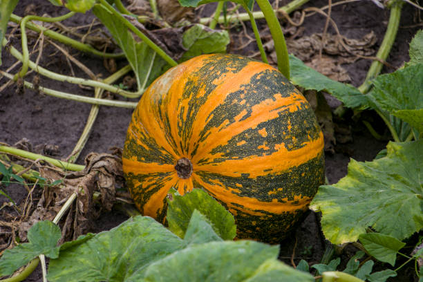 istock Pumpkin in the garden. 2167587710