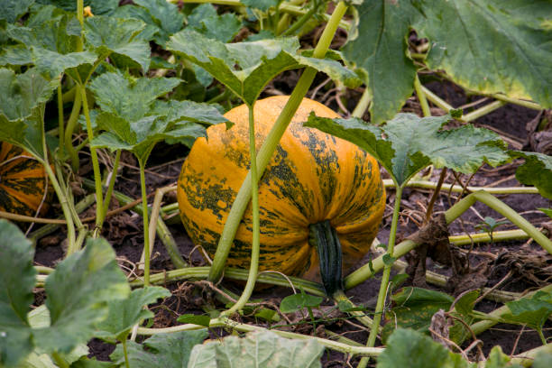 istock Pumpkin in the garden. 2167587718