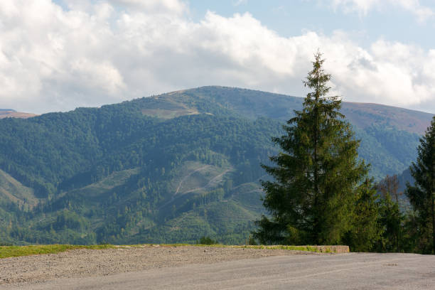 old country road in carpathian mountains. landscape in early autumn. trees on the roadside in evening light. blue sky with fluffy clouds above the distant ridge