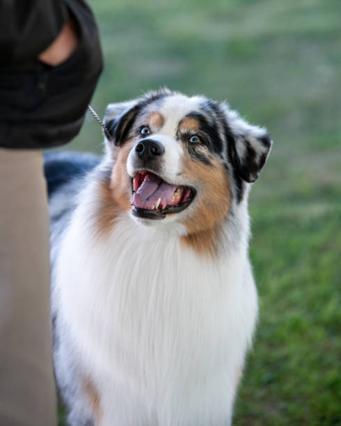 istock Merle tri-color Australian Shepherd looking up 2167589988