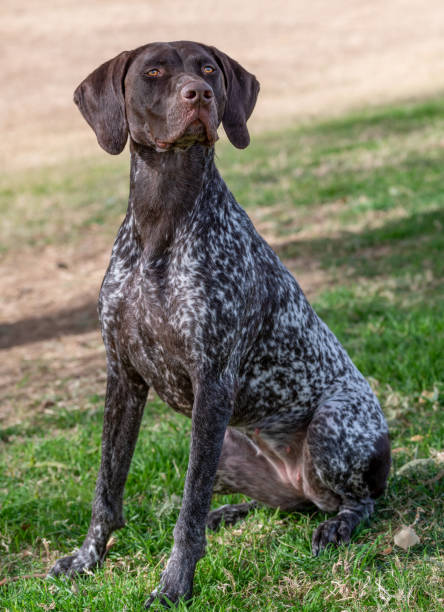 istock Sitting and posing German Short Hair pointer at the park 2167590002