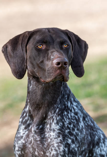 istock German short hair pointer portrait head shot 2167590009