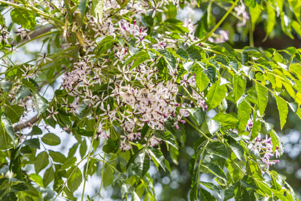 Melia azedarach or chinaberry tree with green leaves on a blurred green background A Melia azedarach or chinaberry tree with green leaves on a blurred green background chinaberry stock pictures, royalty-free photos & images