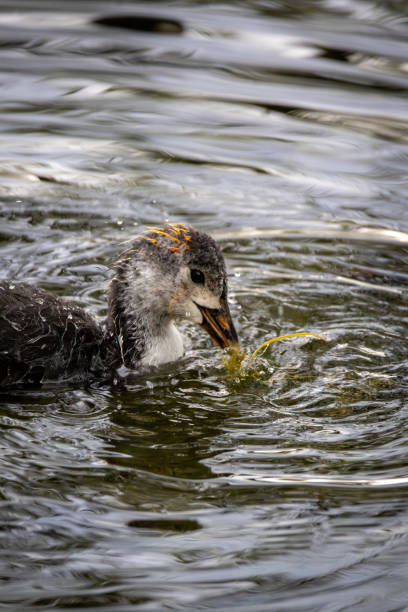 istock A baby Coot feeding in calm water 2167592005
