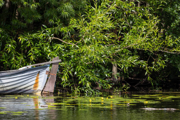 istock A boat tied up in a greenery scene in a lake. 2167592014