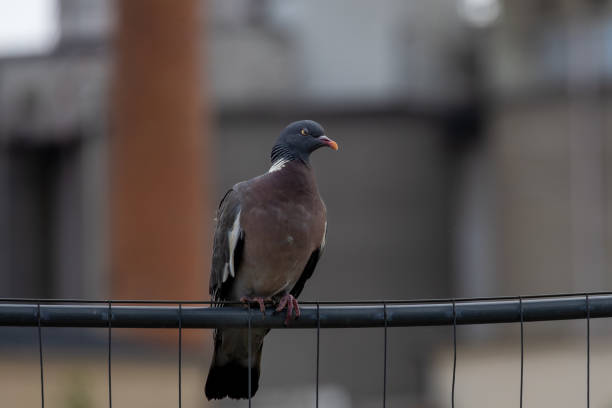 istock A dove resting on a fence perch in a city 2167592027