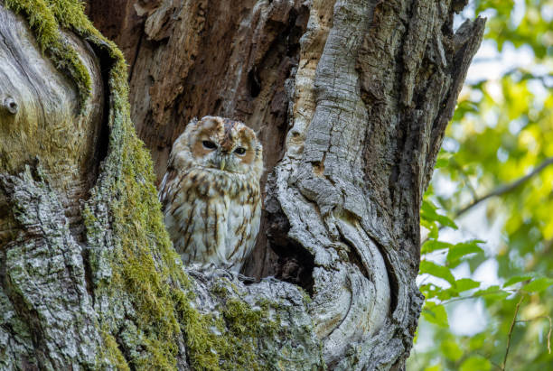 istock Beautiful tawny owl (Strix aluco) in summer. 2167593367
