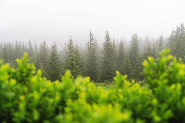 Mountain valley during foggy sunrise. Lush green blueberry bush on foggy meadow. Located place: Carpathians, Ukraine, Europe