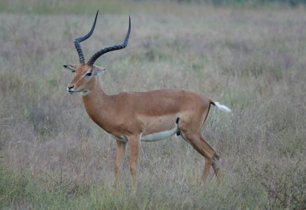 Nature wildlife safari Picture