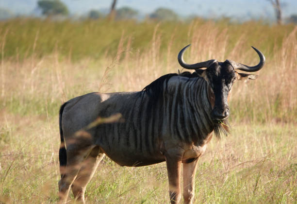 istock Safari Picture 2167594555