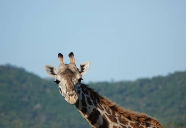 Nature wildlife safari Picture