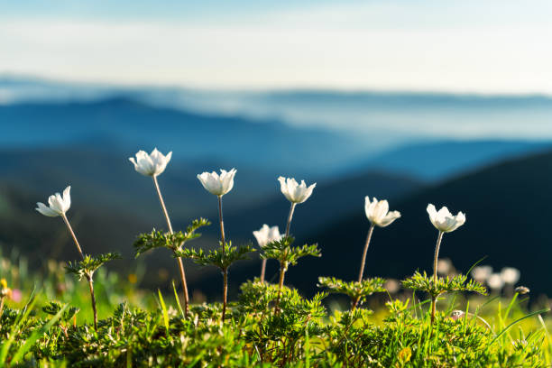 Amazing landscape with magic white flowers and blue sky on summer mountains. Nature background
