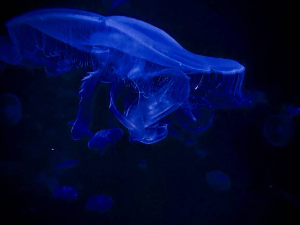A mesmerizing close-up of a glowing blue jellyfish swimming gracefully in the dark ocean. The jellyfish's delicate tentacles and translucent body are illuminated, creating a captivating and ethereal underwater scene.