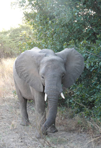 istock Safari Picture 2167595909