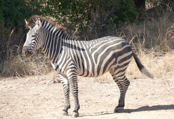 istock Safari Picture 2167595995