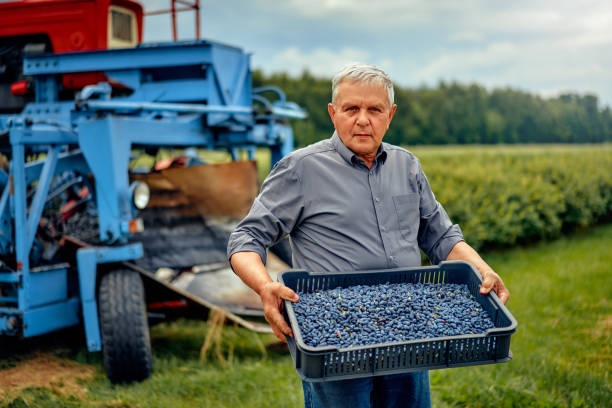 istock A farmer holding freshly harvested blueberries on a blue machine in an agricultural setting 2167597352