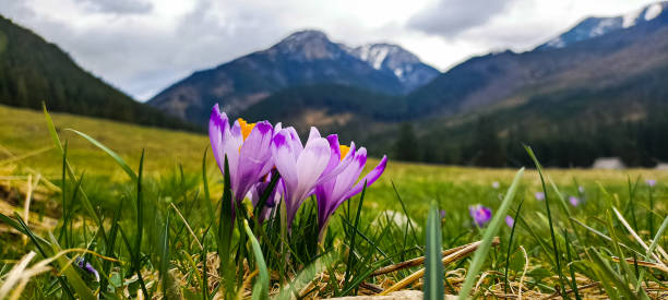 istock Blooming purple crocuses 2167598881
