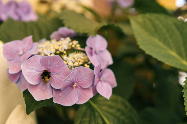 Close-up of light purple hydrangea flowers with a bee resting on one of them.