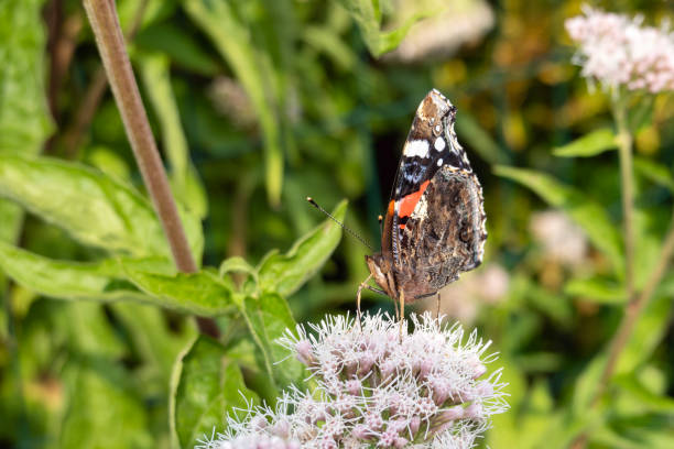 Red Admiral butterfly seen from the side on Eupatorium cannabinum or hemp-agrimony, or holy rope. focus on the eye.