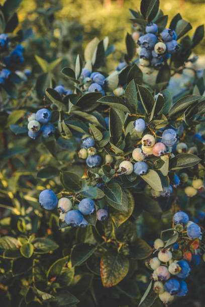 istock Ripe blueberries (bilberry) on a blueberry bush on a nature background 2167600081