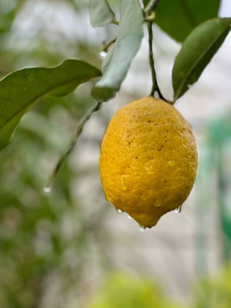istock Fresh Lemon Tree: Vibrant Yellow Citrus Fruit in Natural Greenery 2167601698