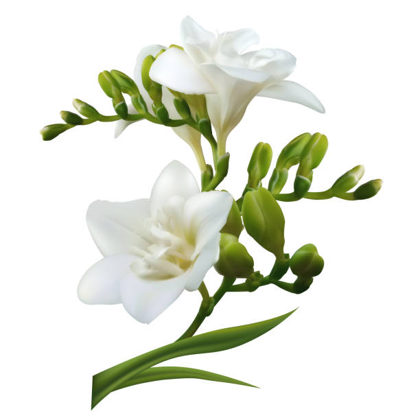 istock Tropical flower. White freesia. Buds. Beautiful floral background. Isolated. 2167603871