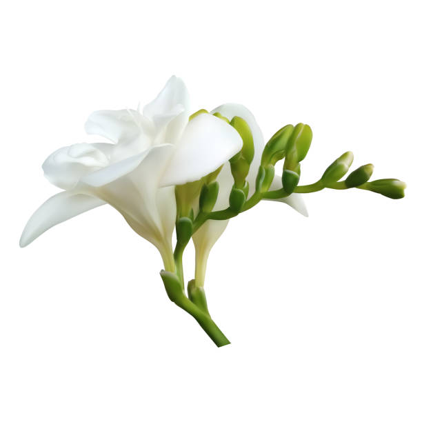 istock Tropical flower. White freesia. Buds. Beautiful floral background. Isolated. 2167603875