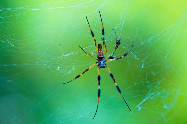 istock Golden Silk Orb Weaver 2167604093