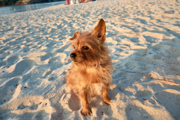 a red-haired Yorkshire Terrier, her glossy coat shining under natural light. With her expressive eyes and lively personality, this little dog exudes both elegance and playfulness