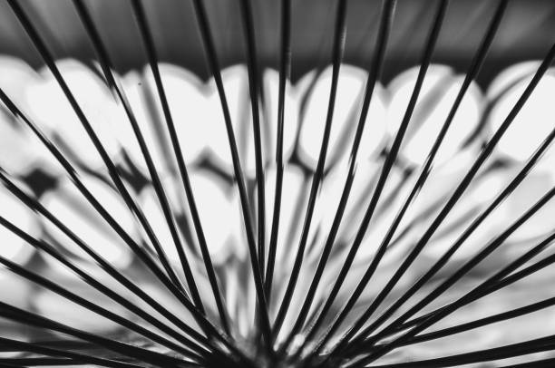 Close-up macro of a thin wire backlit in black and white abstraction macrophotography