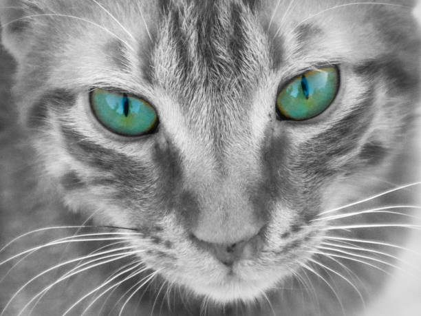 Cat with opened eye in close up