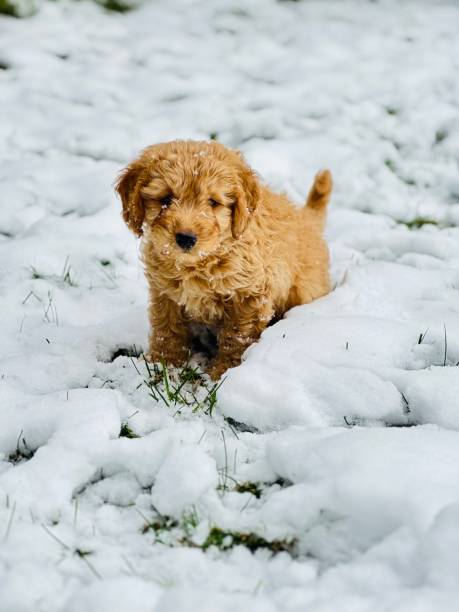 istock Adorable golden doodle puppy 2167607677