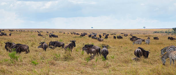 istock Great migration in masai mara 2167607823