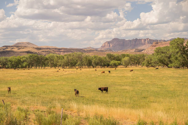 istock Cattle Desert Ghost Town Field Red Rocks 2167608906