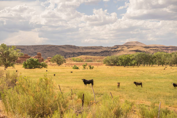 istock Cattle Desert Ghost Town Field Red Rocks 2167608918