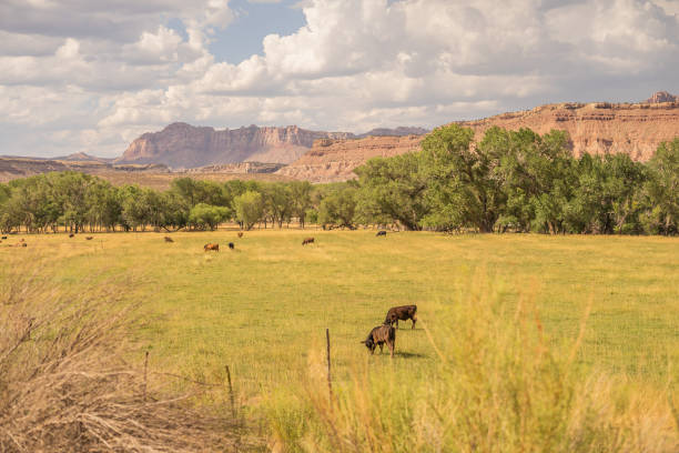 Cattle Desert Ghost Town Field Red Rocks