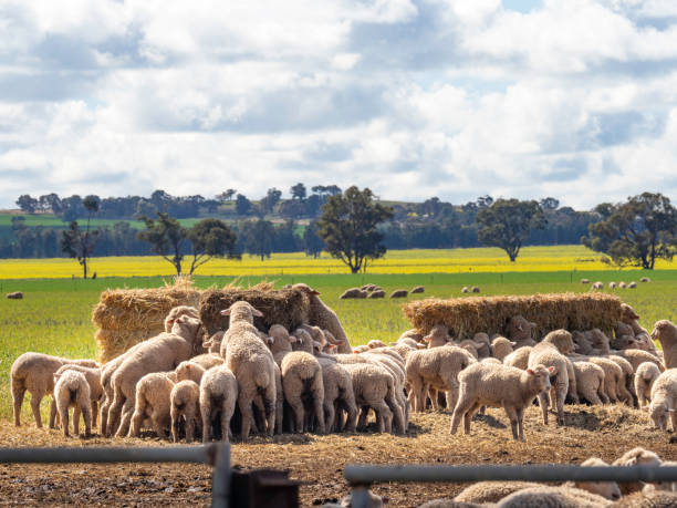Sheep feeding on hay near canola fields