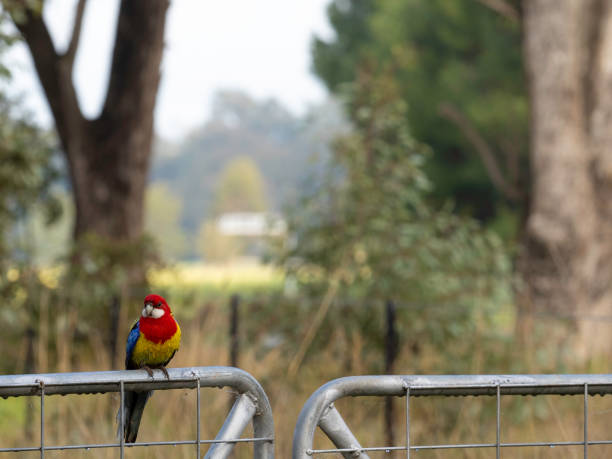 Colourful Eastern Rosella sitting on gate