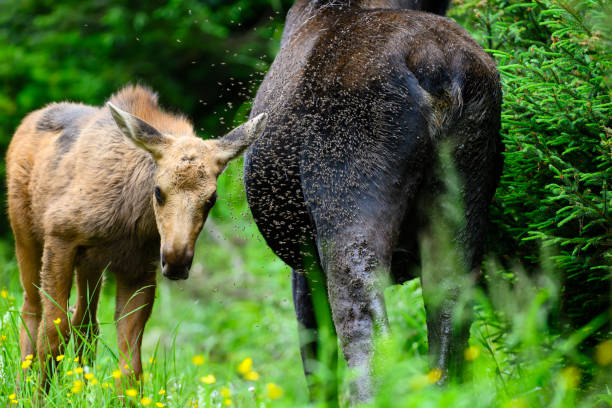Cow Moose, Alces alces, with calf and a lot of flies.