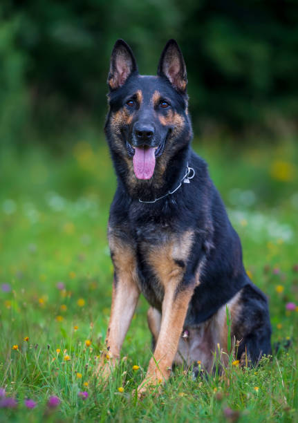 istock German shepherd dog sitting on the grass 2167611549